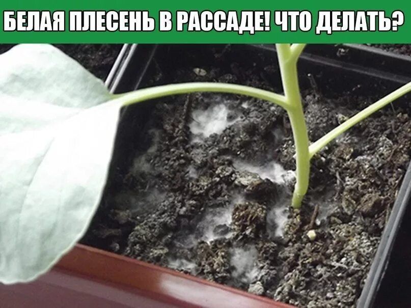 Почему земля в рассаде плесневеет как избавиться. Плесень на рассаде. плесень на земле в рассаде. белый налет в горшках с рассадой. паутина на рассаде.