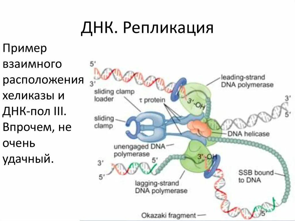 Осуществляется днк полимеразой. Днк полимераза репликация днк. полимеразы 3. днк полимеразы прокариот. днк-полимераза iii.