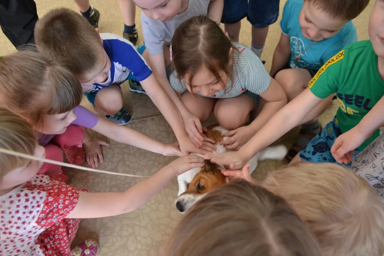 приют для животных проект. ветеринар в приюте для животных. проект про бездомных животных. схема приюта для животных. проект социального приюта.