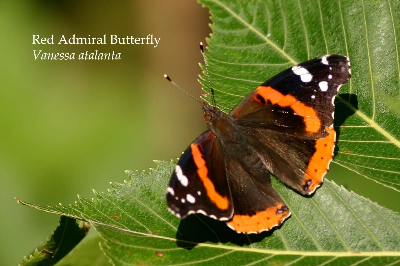 Бабочка адмирал в какой природной зоне. Red Admiral Butterfly. Бабочка Адмирал миграция. Абберации у бабочки Адмирал. Бабочка Адмирал на руке.