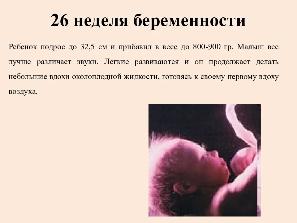 24 неделя дата. Размер малыша на 26 неделе беременности. 26 Недель беременности рост и вес малыша. Размер ребенка на 26 неделе. Вес плода в 26 недель беременности.