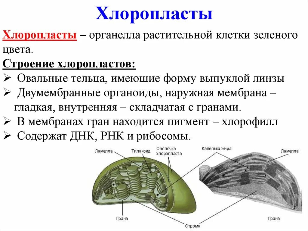 Отсутствие хлоропластов. Строение хлоропласта. Строение хлоропласта растительной клетки. Наружная мембрана хлоропласта функции. Хлоропласты строение и функции.