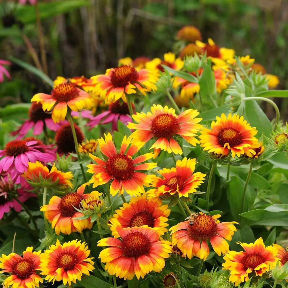 Гайлардия остистая (gaillardia aristata). Гайлардия грандифлора. Гайлардия крупноцветковая. Гайлардия крупноцветковая. Гайлардия остистая многолетняя.