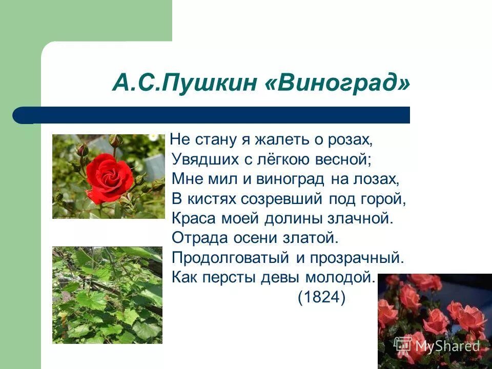 виноград стих пушкина. иллюстрация к стихотворению виноград александра сергеевича пушкина. виноград стих пушкина. пушкин виноград. Fereshte shishine художник.