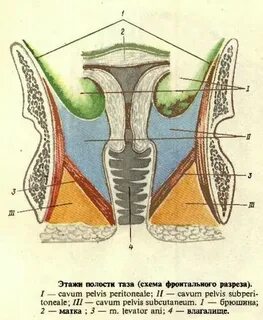 Подкожный этаж таза