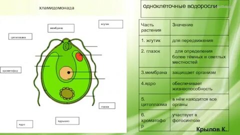 Цифры соответствующие правильным обозначениям на рисунке хламидомонада