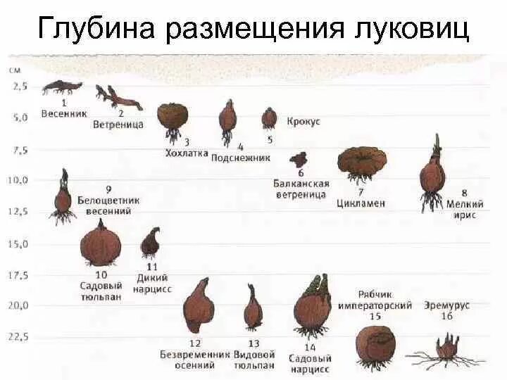 Сколько выдерживают тюльпаны. Глубина посадки луковичных цветов таблица. Таблица глубины посадки луковичных. Глубина посадки луковичных цветов осенью. На какую глубину сажать луковицы тюльпанов.