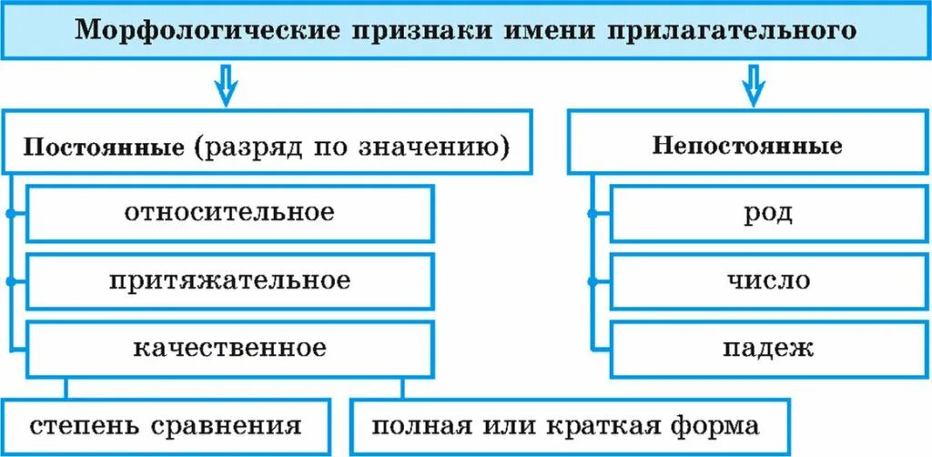 Признаки имени прилагательного 4