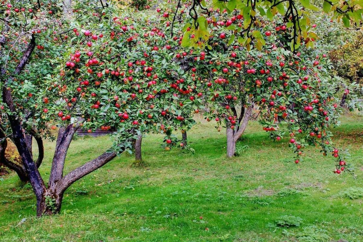 Яблоня. Дерево яблони Жарден. Яблоня "Malus" плодовая. Яблоневый сад Мичурина. Плодовые деревья яблоня вишня.