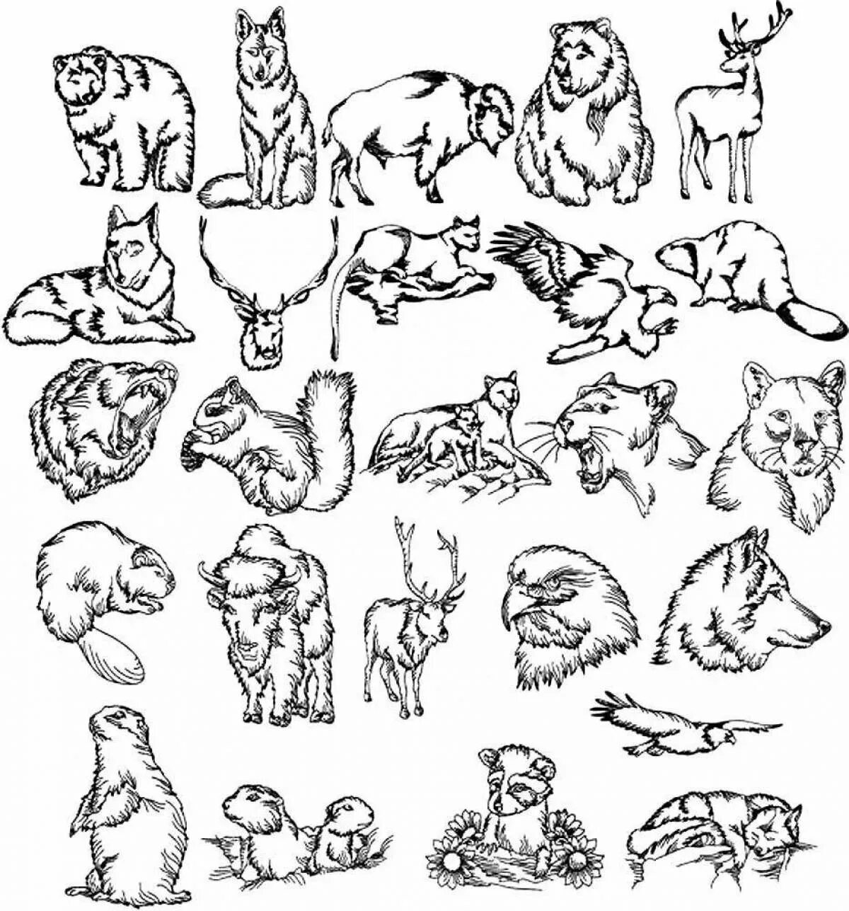 Много раскрасок на 1 листе. Раскраски. Животные. Маленькие рисунки животных. Раскраска "Дикие животные". Зарисовки диких животных.