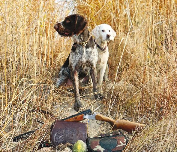 порода собак для охоты на льва. охотник с собакой. охотничьи псы 2. спаниель пойнтер. охотничьи собаки эстетика.