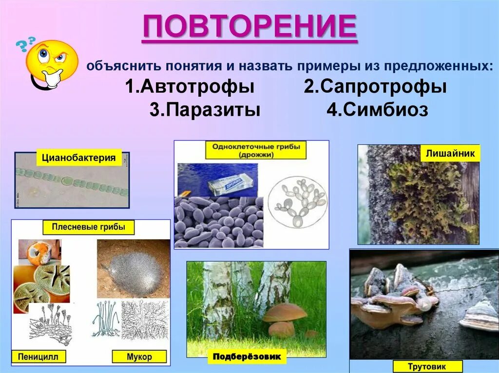 Подберезовик автотроф или гетеротроф. Грибы по типу питания автотрофы. автотрофы и гетеротрофы грибы. грибы автотрофы примеры. плесневые сапротрофы.