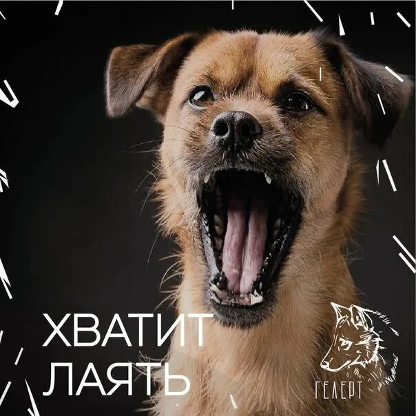 Собака лай потише. Лай собаки. Собака лает. Псина лает. Пес лает.