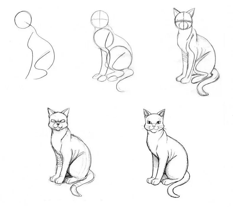 Кот карандашом поэтапно. Этапы рисования кошки. поэтапное рисование кошки. уроки рисования карандашом кошки. поэтапное рисование кошки карандашом.
