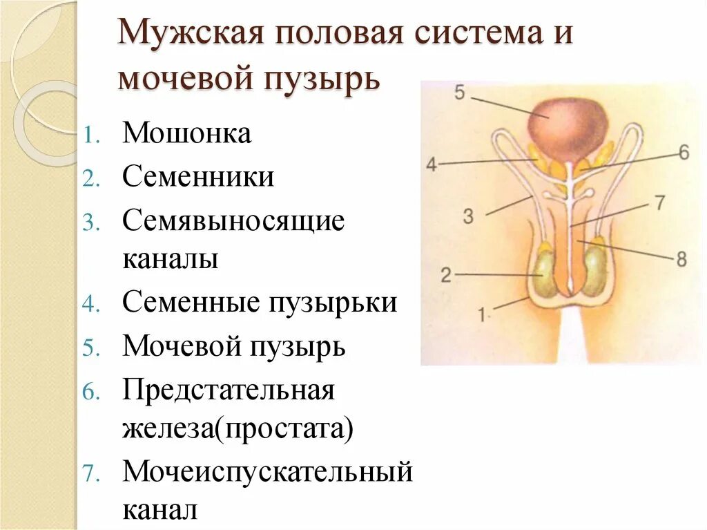 Репродуктивные органы мужчины. Мочевая система. Мужские половые органы.. Органы репродуктивной сферы. Кошачьи репродуктивные органы. Презентация на тему репродуктивные органы.