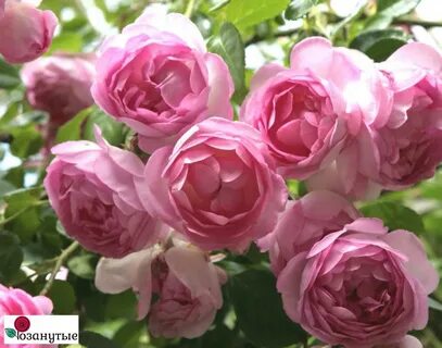 Rose gets