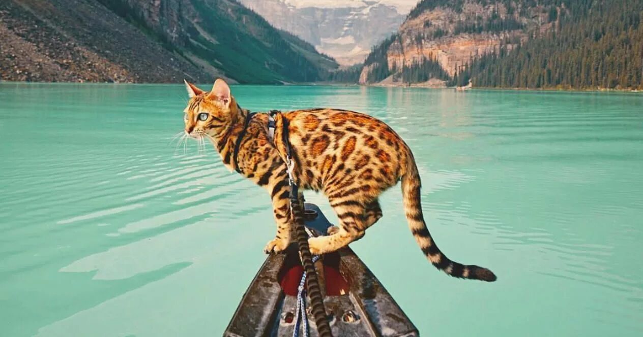 Кошки их жизнь