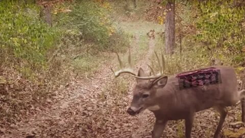 Олени зомби в сша видео