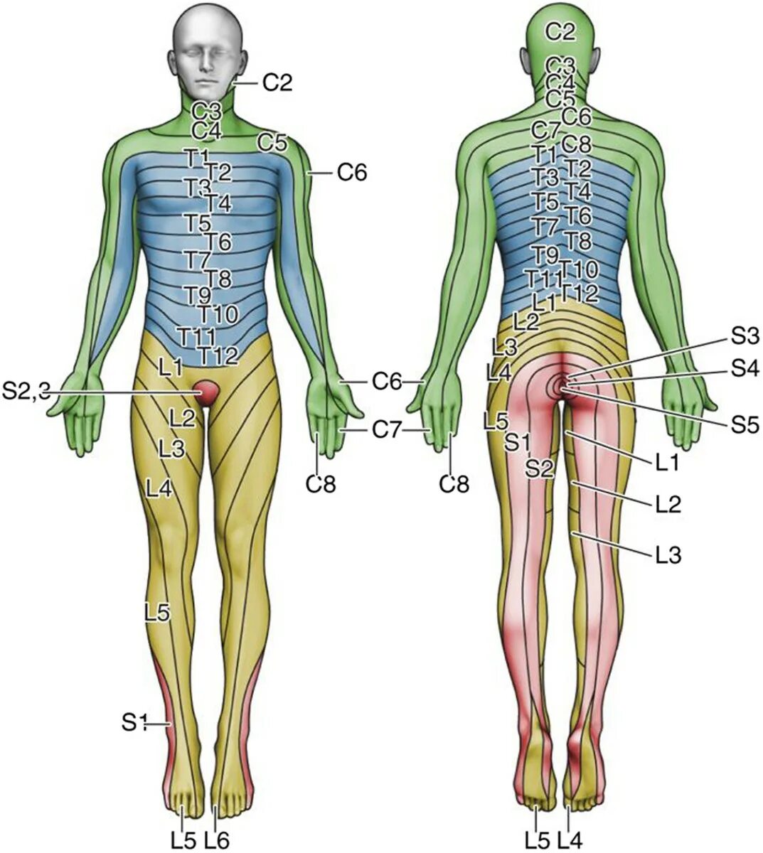 Радикулопатия с6. Дерматомы неврология схема. Дерматомы l4-l5. L2 дерматом. Иннервация дерматом.