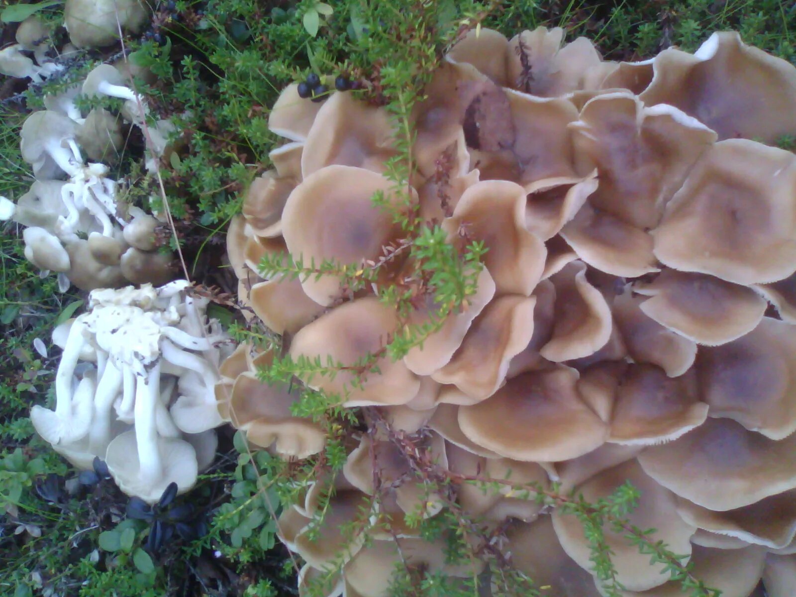 вешенка рожковидная лесная. вешенка легочная двойники. грибы похожие на вешенки ядовитые. опята заполярья. вешенка легочная вишневский.