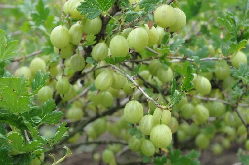 Крыжовник сорт сириус. Крыжовники питомники. Крыжовник малахит. Крыжовник белорусский сахарный. Крыжовники питомники.