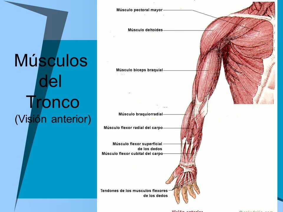 Мышцы верхней конечности анатомия строение. Поверхностные мышцы верхних конечностей. Мышцы верхней конечности Синельников. Мышцы руки человека схема. Рука человека название