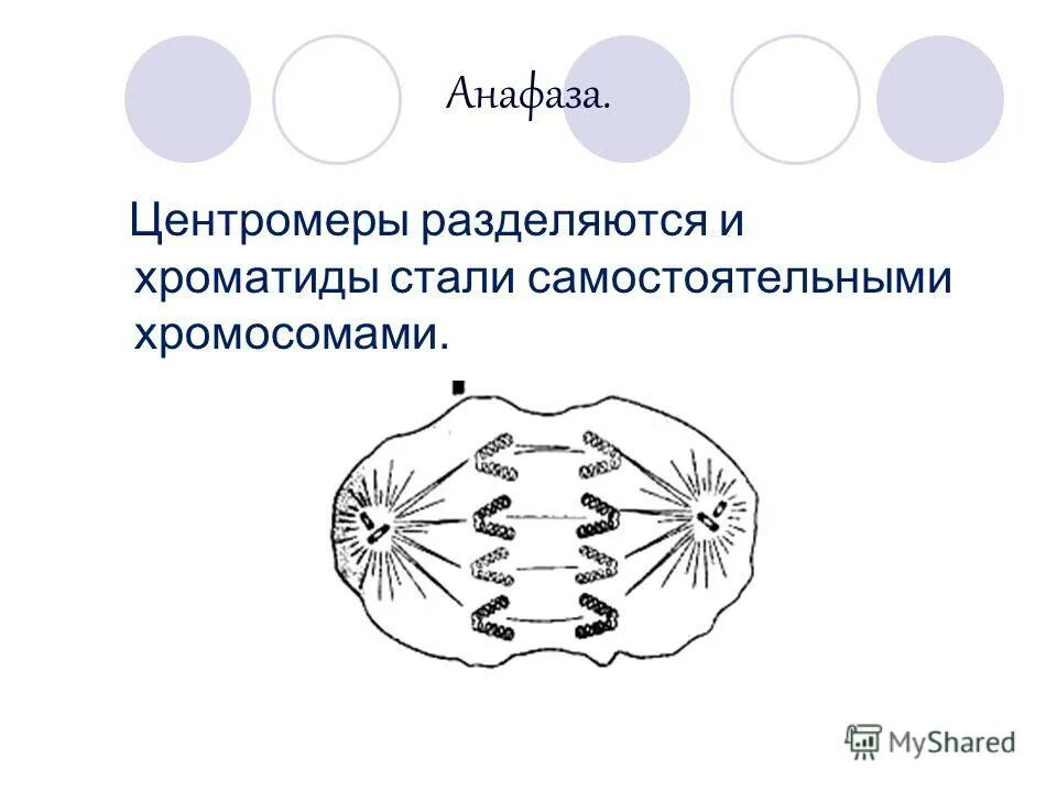 гомологичные хромосомы и сестринские хромосомы. хроматиды становятся самостоятельными хромосомами в какой фазе. анафаза - фаза расхождения хромосом. анафаза 2 мейотического деления. из чего состоит хроматида.