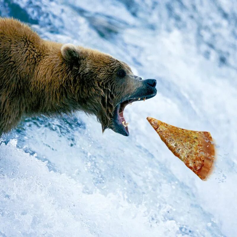 What bear eating. Rigby did you eat all the cookies. Большой лебовский. Белый медведь без шерсти. Большой лебовски цитаты.