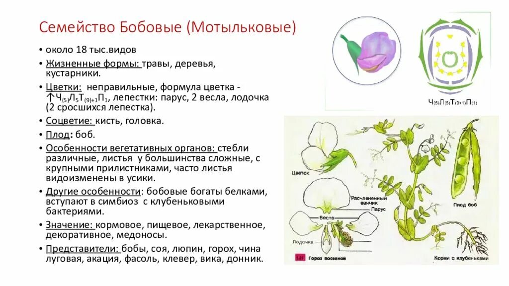 Особенности строения вегетативных органов пасленовых
