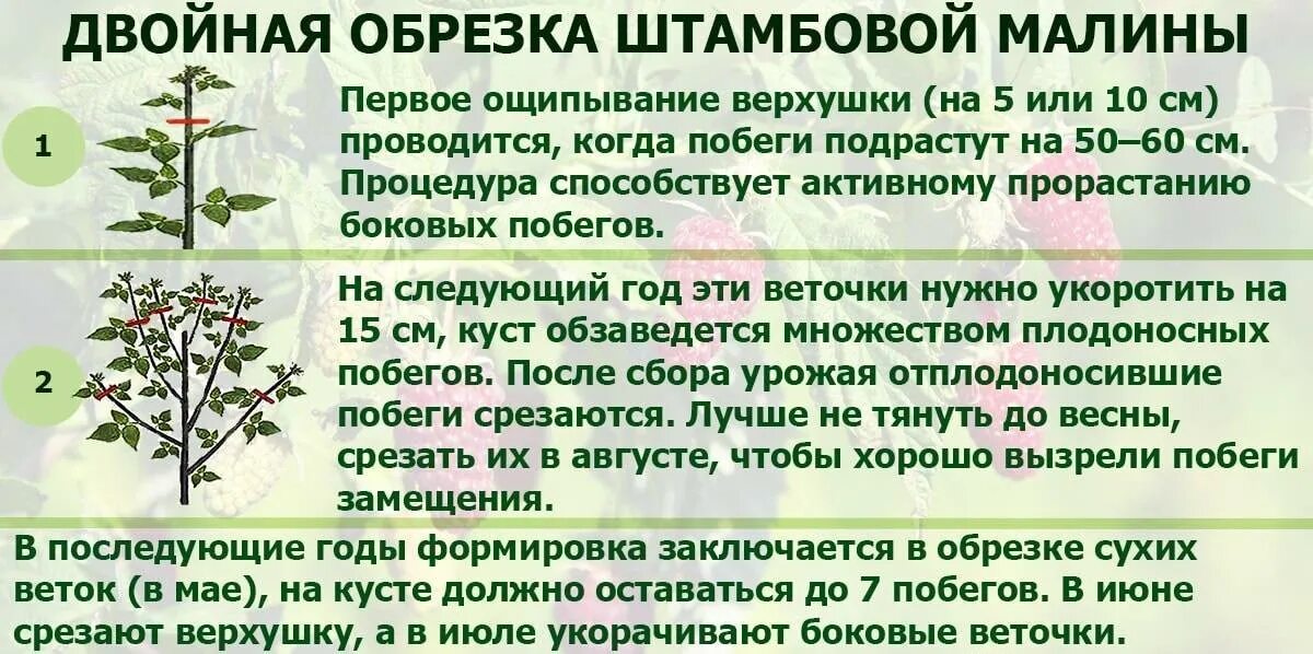 Малиновое дерево уход и выращивание и обрезка. Схема обрезки ремонтантной малины. Малиновое дерево Таруса формирование куста. Схема обрезки малины по Соболеву. Малина Таруса малиновое дерево.