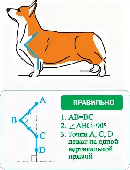 Вельш корги пемброк стандарт породы. Вельш корги стандарт породы. Корги пемброк длина туловища взрослой собаки. Стандарты корги пемброк длина. Сколько должна весить корги