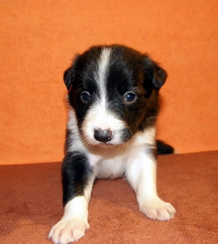 собака пять месяцев. западно сибирская лайка щенок 5 месяцев. щенок алабая 1. поздравления с днём рождения с собаками. собака пять месяцев.