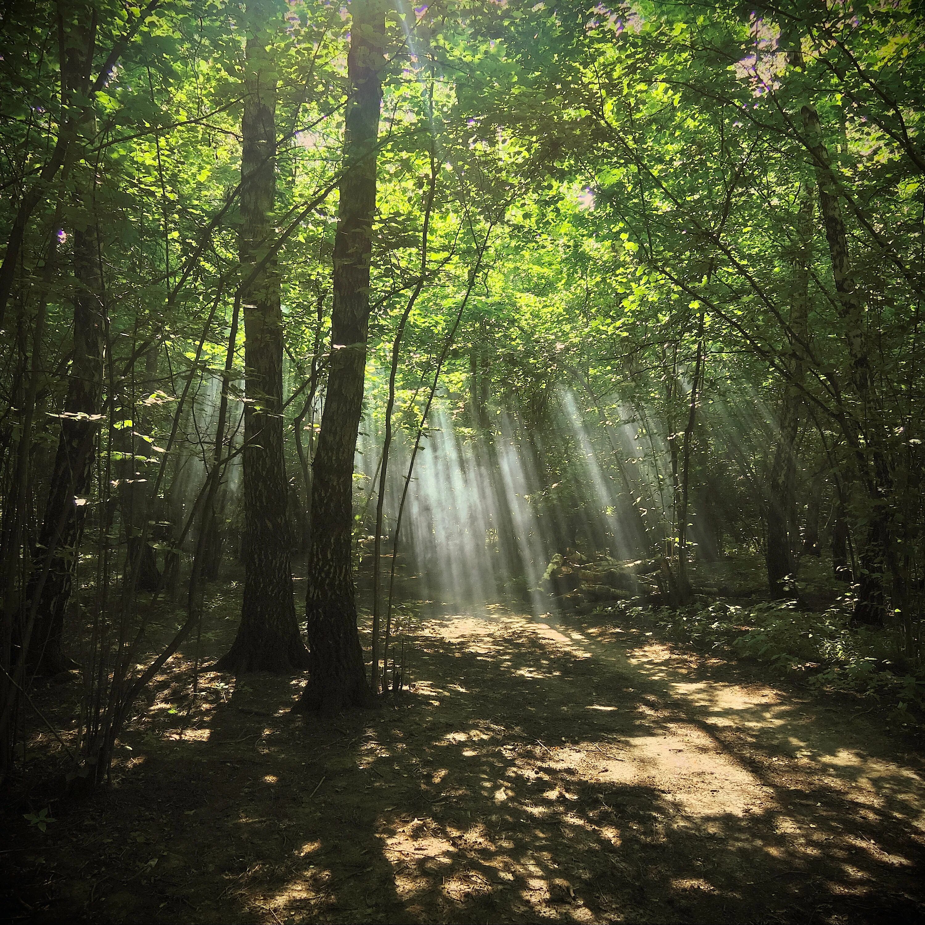 Dense forest