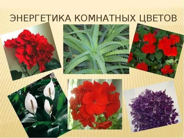 Полезные растения для дома. Энергетически полезные комнатные растения. Комнатные цветы энергетика цветов. Цветок от негативной энергии. Домашние цветы комнатные.