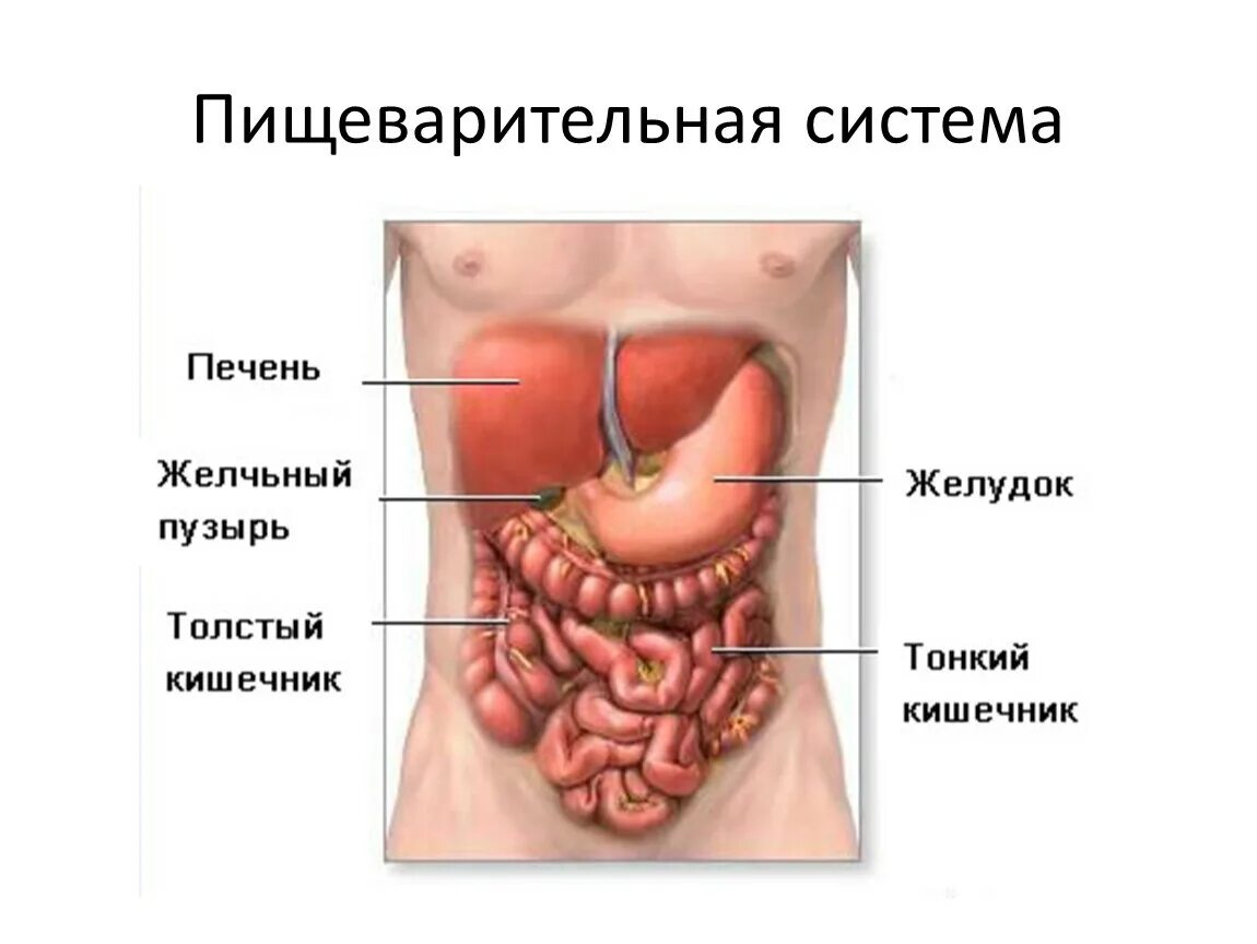 Как выглядит селезенка у человека Увеличение селезенки и лимфоузлов