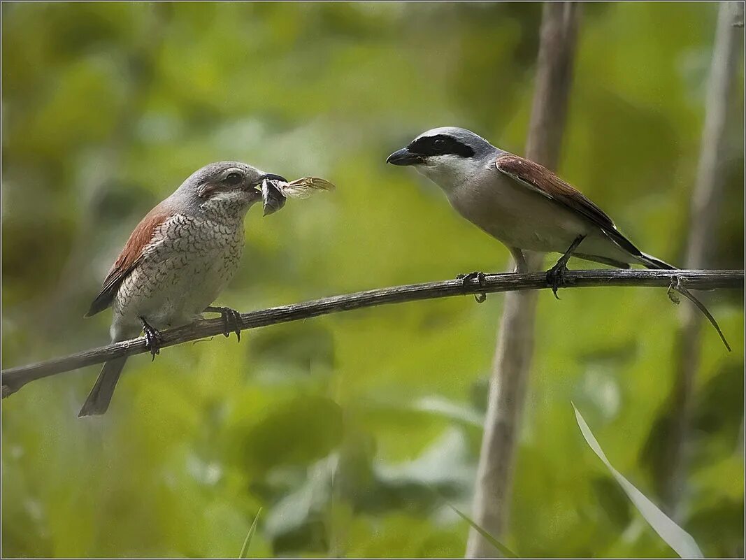 сигнал к перелету насекомоядных птиц. причины перелета птиц. птицы насекомоядные названия. сигнал к перелету насекомоядных птиц служит. насекомоядные птицы представители.