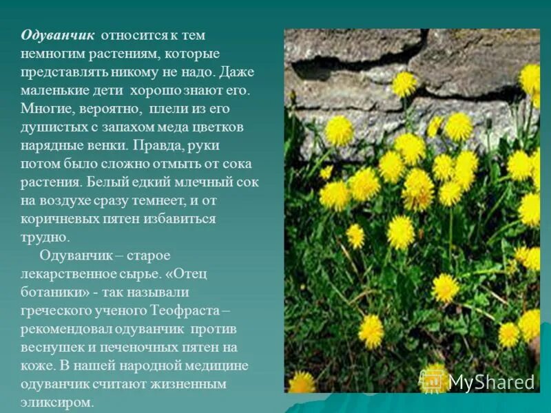 Для одуванчиков характерно. Для одуванчиков характерно. Одуванчик лекарственный стебель прямостоячий. Семейство сложноцветные одуванчик лекарственный. Для одуванчиков характерно.