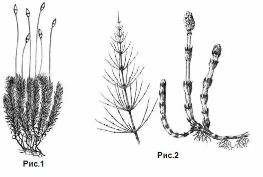 Хвощ зимующий строение. Кукушкин лен хвощ. Спороносный колосок плауна. Моховидные и Хвощевидные. Мейоз хвоща
