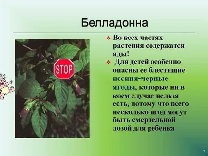 Растения опасные для жизни человека