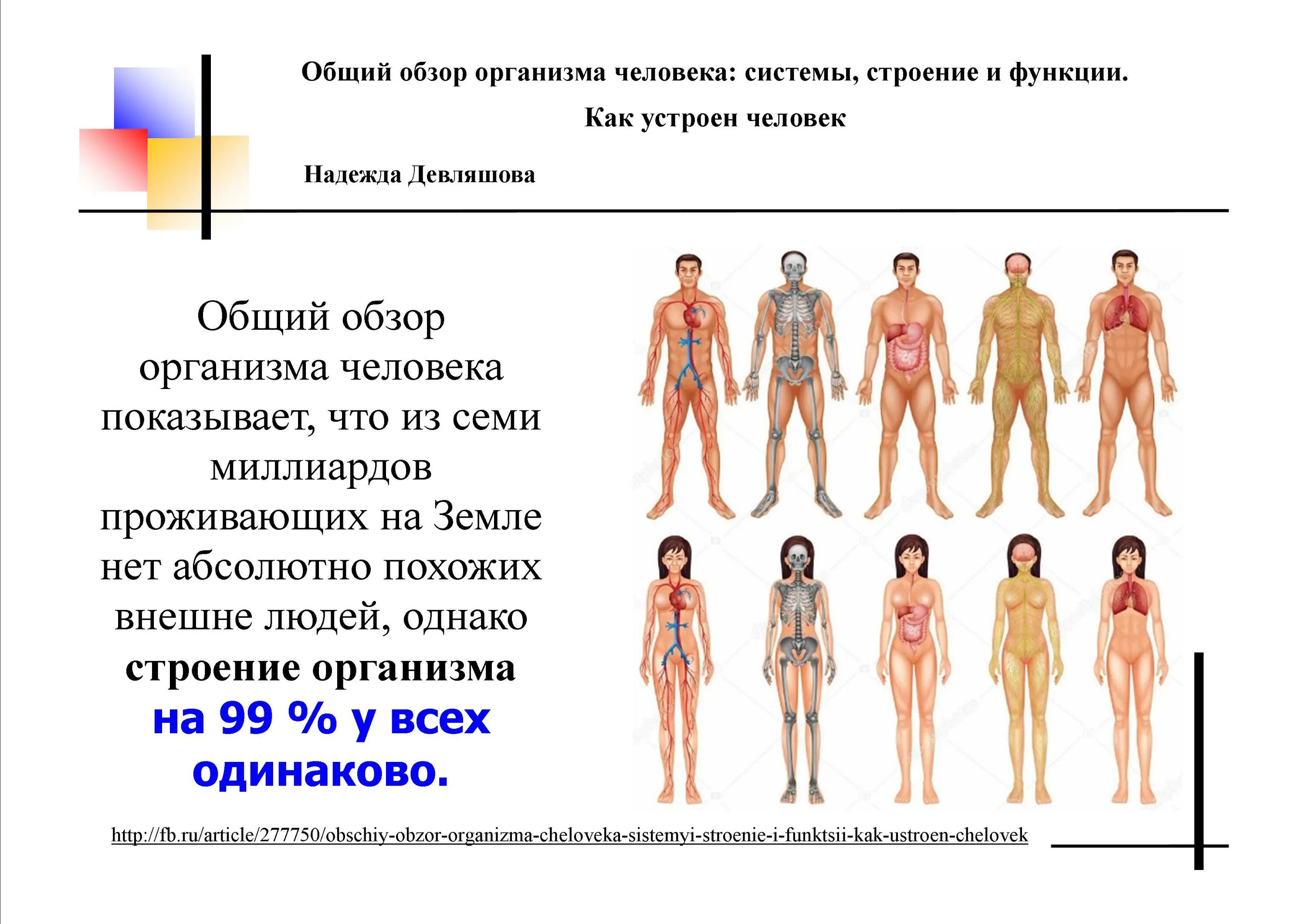 Общий обзор организма человека. Системы тела человека. Системы человеческого организма. Обзор структуры организма человека. Как устроен другой человек