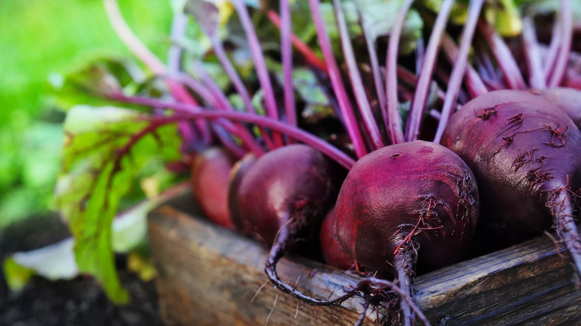 Северянка свекла. Свекла столовая (Beta vulgaris). Свекла на грядке. Сладкая свекла.