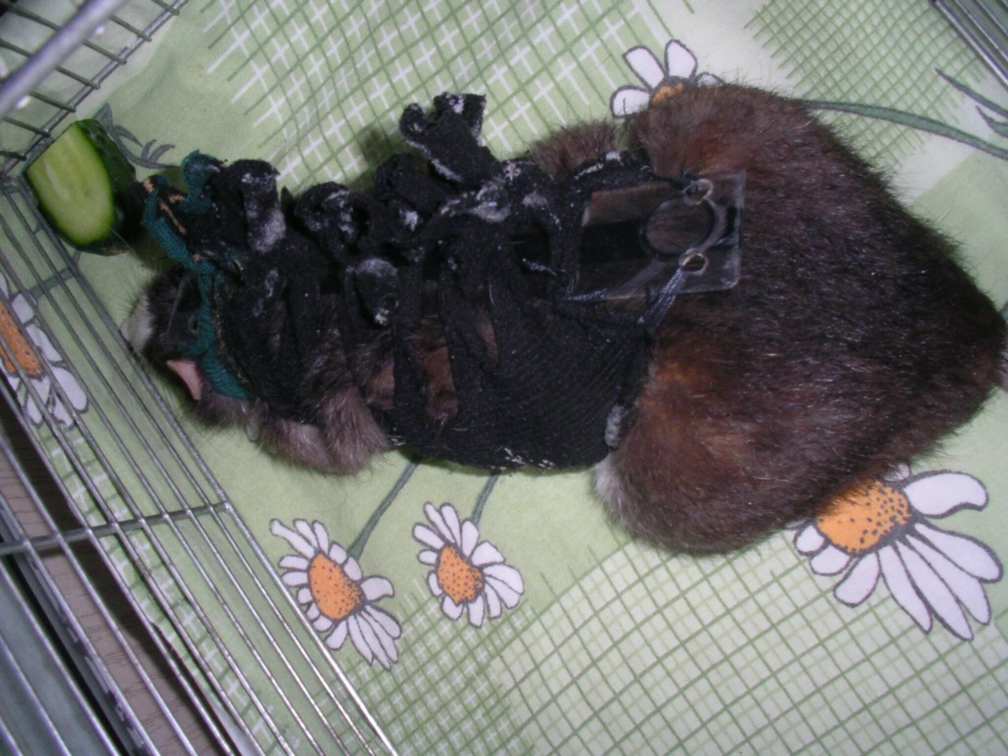 Лапка мыши. Лапка мыши