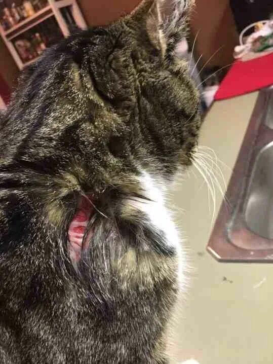 Кошка зализывает рану. Эозинофильная гранулема у кота.