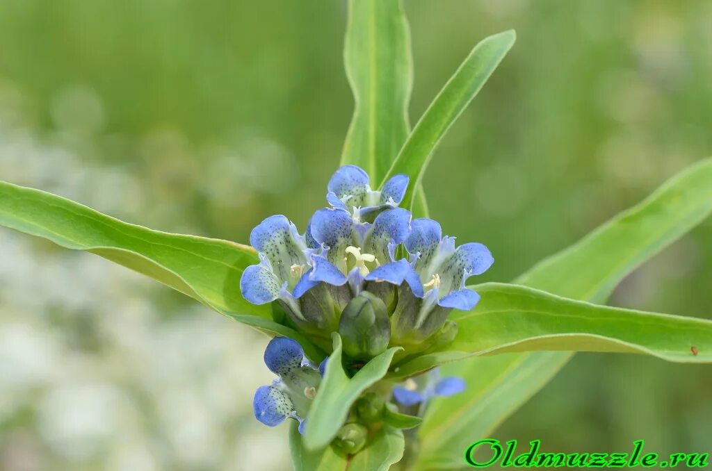 синяя природа. притча о цветке. притчи о спорах. кормовые растения с голубыми цветочками. наркотическая трава с голубыми цветами.