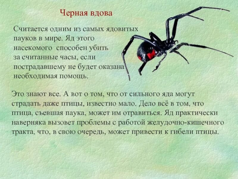 Паук сонник значение. Чёрная вдова паук краткое. сообщение о пауке черная вдова кратко. доклад о пауке черная вдова 3 класс. чёрная вдова паук краткое описание.