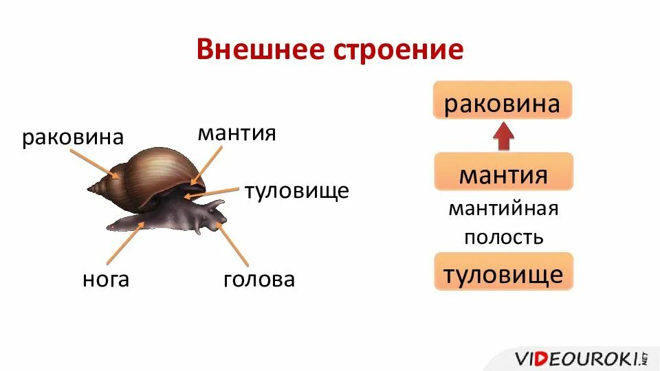 Пространство между мантией и телом