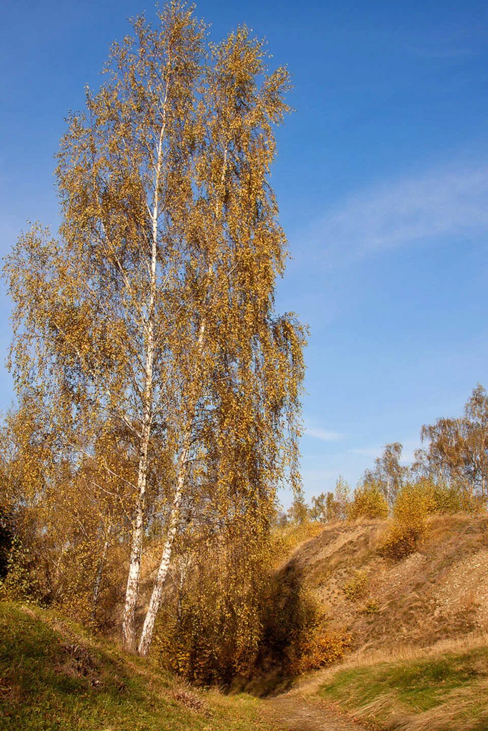 Березовая роща береза повислая. Береза маньчжурская betula mandshurica. Березовая роща береза повислая. Березовая роща тула. Береза белокорая.