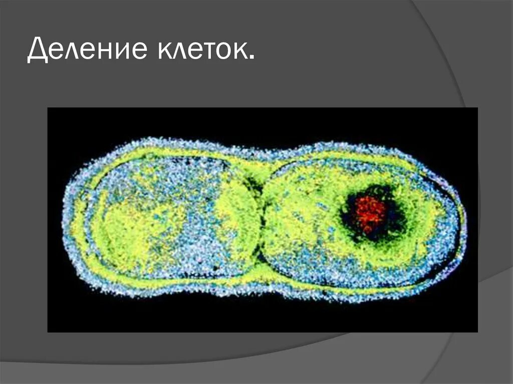 Деление клетки. Клетка деление клетки. Деление клетки картинки. Неправильное деление клеток. Деление клеток обеспечивает организму