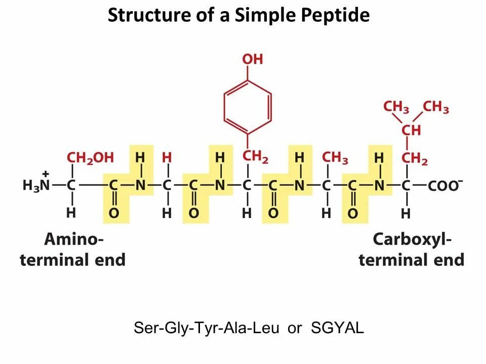 Фен-тир-вал пептид. Фен асп арг трипептид. Пептид вал. Пептид вал. Гетеродимер.