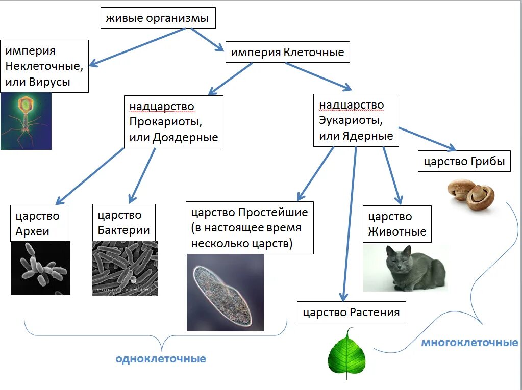 Живые организмы подразделяются на 5 Царств:. Классификация живых организмов 5 класс биология. Классификация животных растений бактерий грибов. Классификация живых организмов царства подцарства. Какие 2 типа различают в живой природе